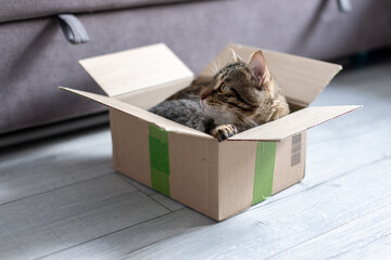 The cat is sitting in a cardboard box