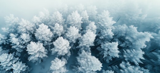 Aerial view of frosted evergreen trees in winter landscape with soft blue tones