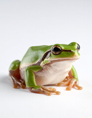 Obraz premium red eyed tree frog