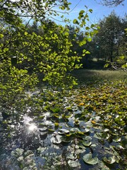 water lily in the pond