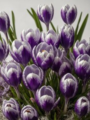 Cluster of purple, white striped crocus flowers emerges from snowy ground, signaling arrival of spring despite lingering winter. Petals exhibit striking pattern that resembles brush strokes.