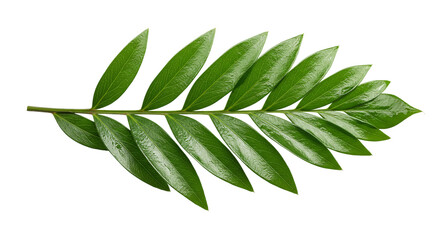 Fototapeta premium Lush green leaves on a delicate branch symbolize growth and serenity evoking peace against a on transparent background