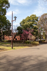 Cherry blossom trees in the Ueno Park, Tokyo, Japan