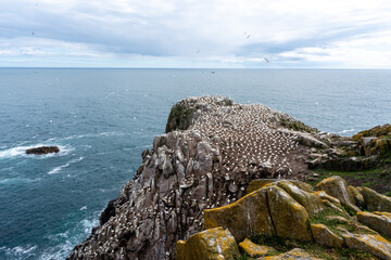 Basstölpelkolonie auf den Klippen der Saltee Islands