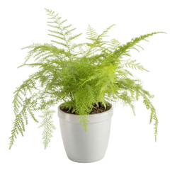 A Single Asparagus Fern in Modern Pot Isolated on Transparent Background