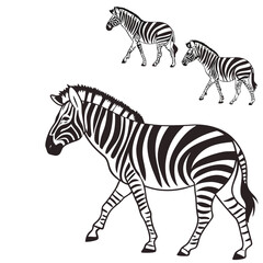 Fototapeta premium Three zebra illustrations in black and white stylized walking poses