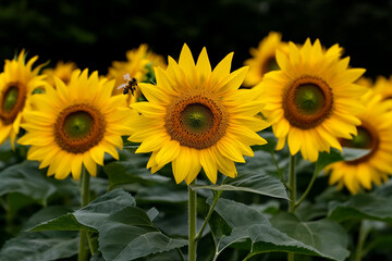 Obraz premium Sunflowers blooming in a vibrant field with buzzing bees nearby