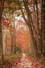 Obraz premium Beautiful autumn leaf colors on the boardwalk pathway of Jesup Path, Acadia National Park in Maine.