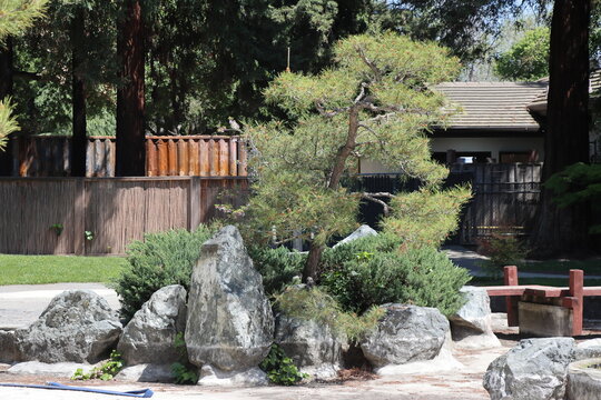 Pine tree in a Japanese garden with wooden fence in the background