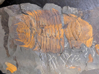 old trilobite fossil