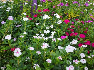 A breathtaking floral garden bursts with vibrant white, pink and purple blooms, surrounded by lush...