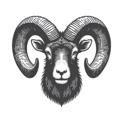 Vintage Hand-Drawn Mouflon Head With Curious Look Illustration, Wildlife Animal Engraved Style Vector for T-Shirts and Nature Expression Themes Design
