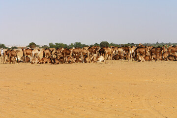 A herd of dromedary camels in Sudan's Sahara desert