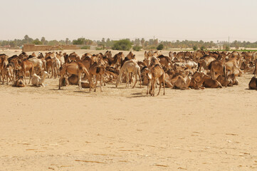 A herd of dromedary camels in Sudan's Sahara desert