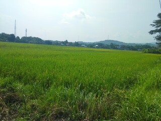 Green view of fertile rice fields in the countryside