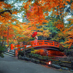 Japanese Woman in Traditional Kimono Dress at Kitano Tenmangu Shrine with beautiful vivid autumn colorful foliage in Kyoto, Japan