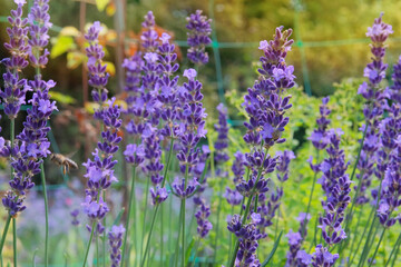 Lavandula officinalis is blooming. Evergreen shrub that blooms. Purple flowers in summer. Lavandula grows in meadow or open areas. Cottage garden.