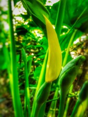 corn plant in the garden