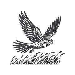 Fototapeta premium Vintage Hand-Drawn Lesser Kestrel Flying Low Over Grass Illustration – Bird Wildlife Engraved Style Vector for T-Shirts, Posters, Stickers, and Nature Field Themes Apparel