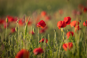 Pretty poppies growing in the Sussex countryside, with selective focus