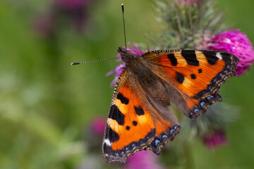 Kleiner Fuchs auf blühender Distel in Nahaufnahme