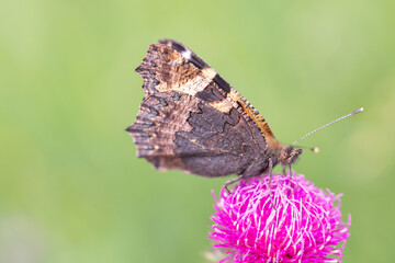 Kleiner Fuchs auf blühender Distel in Nahaufnahme