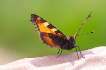 Kleiner Fuchs Schmetterling auf der Hand in Nahaufnahme.