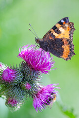 Kleiner Fuchs auf blühender Distel in Nahaufnahme