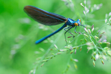 Weibliche Blauflügel Prachtlibelle in Makro auf Grashalm