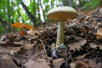 Amanita Falloide
