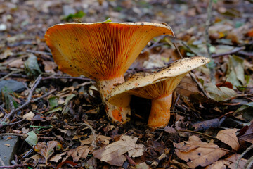 Lactarium delicius