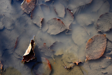 Puddle with cloudy water and dead leaves