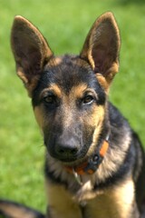 close-up head only front on portrait of alsatian german shepherd puppy dog