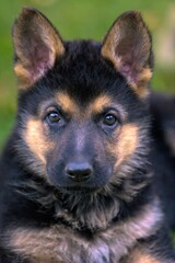 close-up head only front on portrait of alsatian german shepherd puppy dog