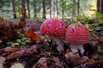 Amanita Muscaria