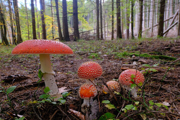 Amanita Muscaria