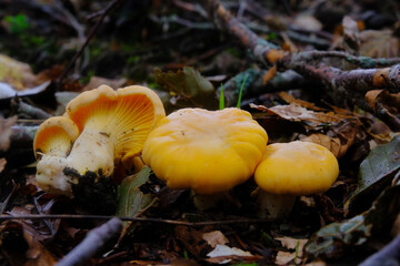 Cantharellus cibarius
