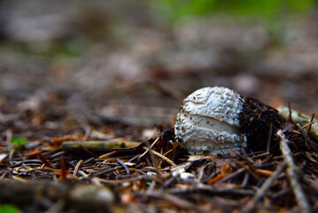 Amanita Muscaria