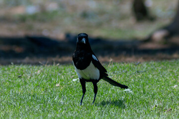 Urraca in the grass