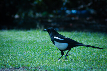 crow on the grass