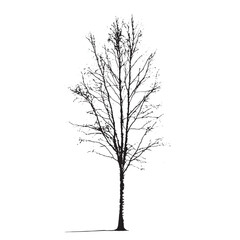 Birch Tree Silhouette for Decor