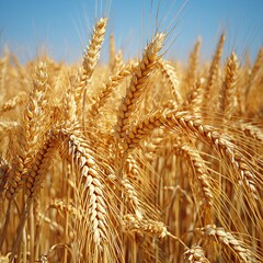 Golden wheat fields under a clear sky nature landscape photography rural environment vibrant viewpoint agricultural concept for seo impact