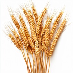 Golden wheat ears flourishing in fields nature photography agricultural landscape isolated beauty vibrant textures for harvest concept