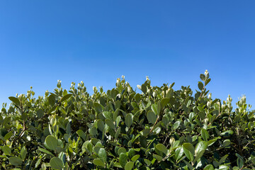 dense green foliage of a bush against a clear blue sky. lush green nature in summer. minimalist nature background with