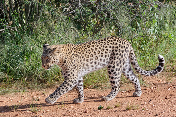 YOUNG LEOPARD IN BUSH