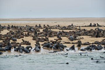 Fototapeta premium SEAL COLONY IN NAMIBIA