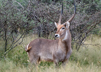WATERBUCK IN NAMIBIAN BUSH