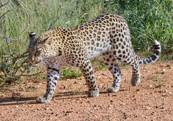 PORTRAIT OF A YOUNG LEOPARD