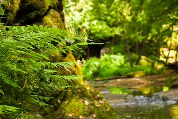 Lush green fern in sharp focus against a dreamy forest stream bokeh. Vibrant life captured in a peaceful, sunlit woodland.