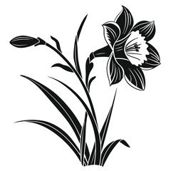 Bold black and white daffodil botanical illustration with leaves and bud